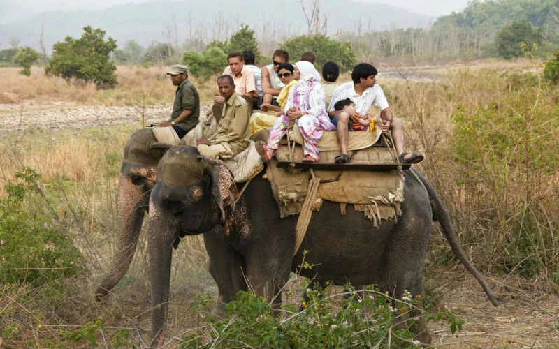 Elephant Safari